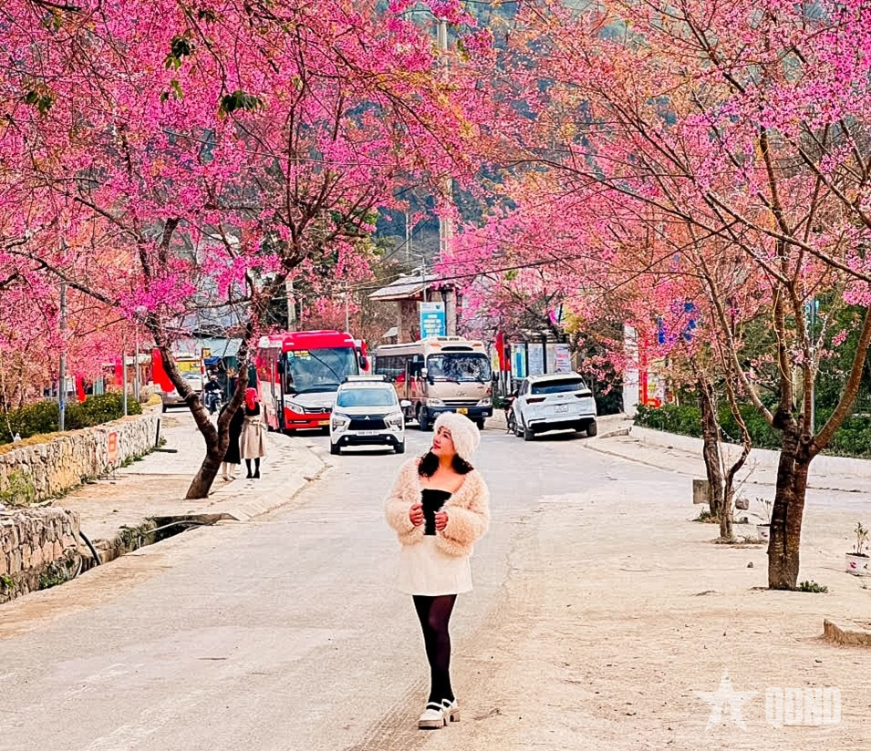 Tết Dương lịch “săn” mai anh đào bung nở miền đá xám

